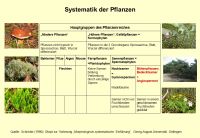 Tafel Systematik Pflanzen