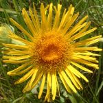 Inula britannica